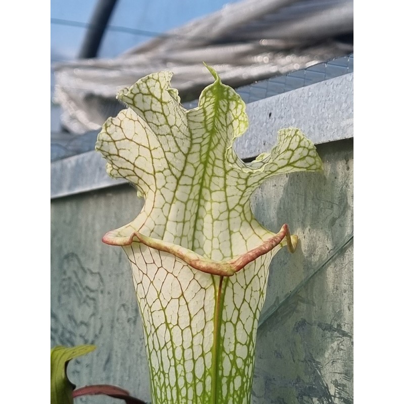 Sarracenia X 170-PD