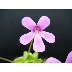 Pinguicula x bailly