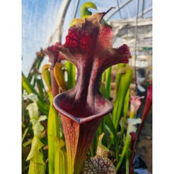 Sarracenia stanya