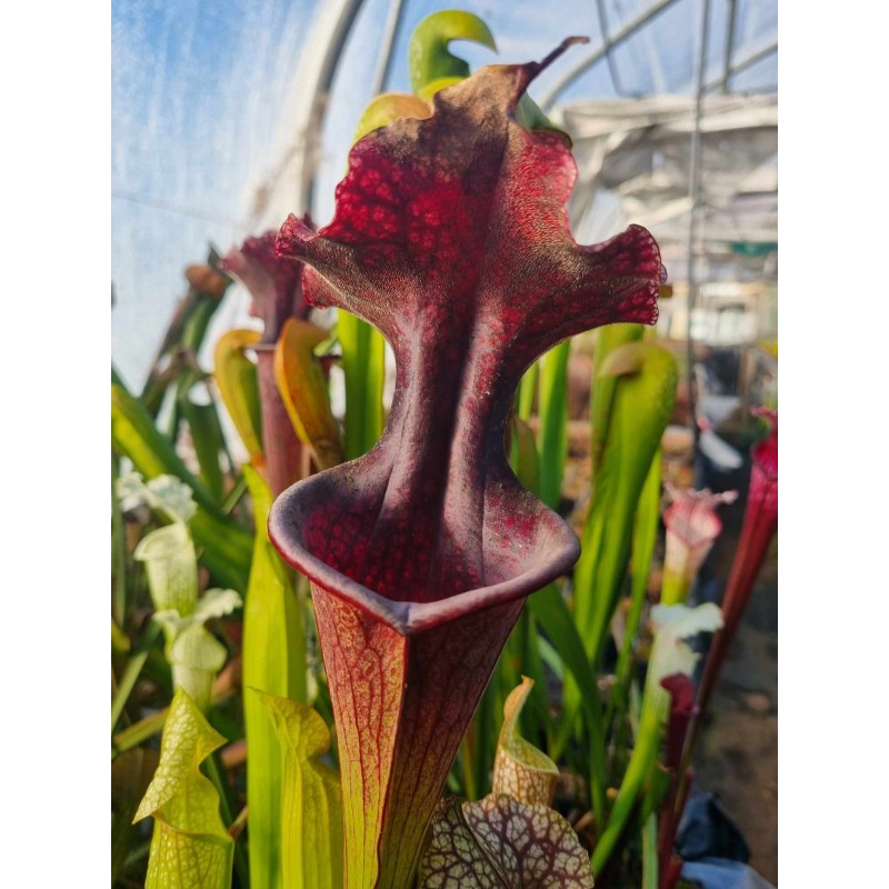 Sarracenia stanya