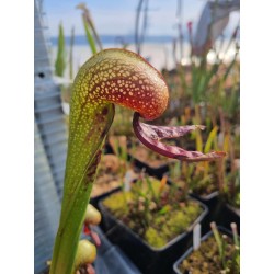 Darlingtonia californica 'Siuslaw - National Forest Oregon'