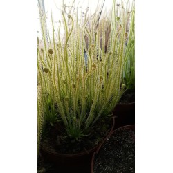 Drosera filiformis 'white flower'