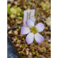 Pinguicula martinezii