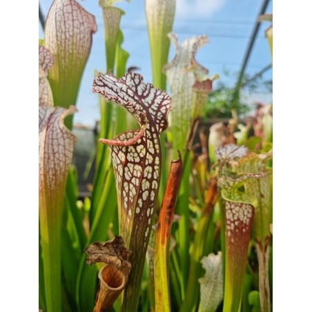 Sarracenia leucophylla 'Ben's bog - Baldwin Co – AL'
