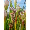 Sarracenia leucophylla 'Ben's bog - Baldwin Co – AL'