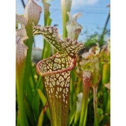 Sarracenia leucophylla 'Ben's bog - Baldwin Co – AL'