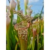 Sarracenia leucophylla 'Ben's bog - Baldwin Co – AL'