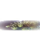 Aldrovanda